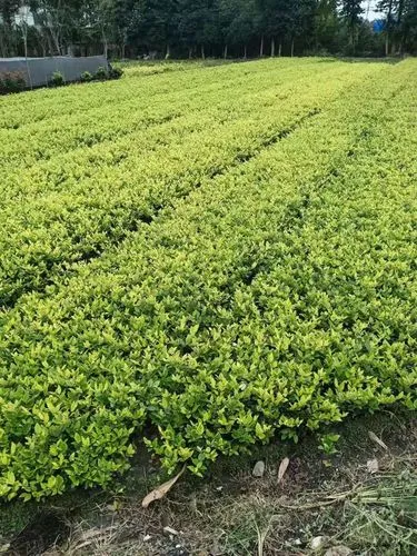 济源蟒河绿化亮化工程项目